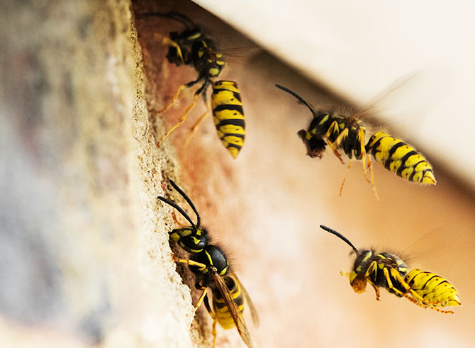 Traitement essaim d 'abeille & puces de lit à Joué-lès-Tours et Tours